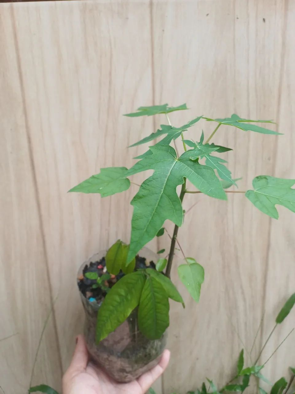Mudas de plantas mamaoeiro  - Foto 2