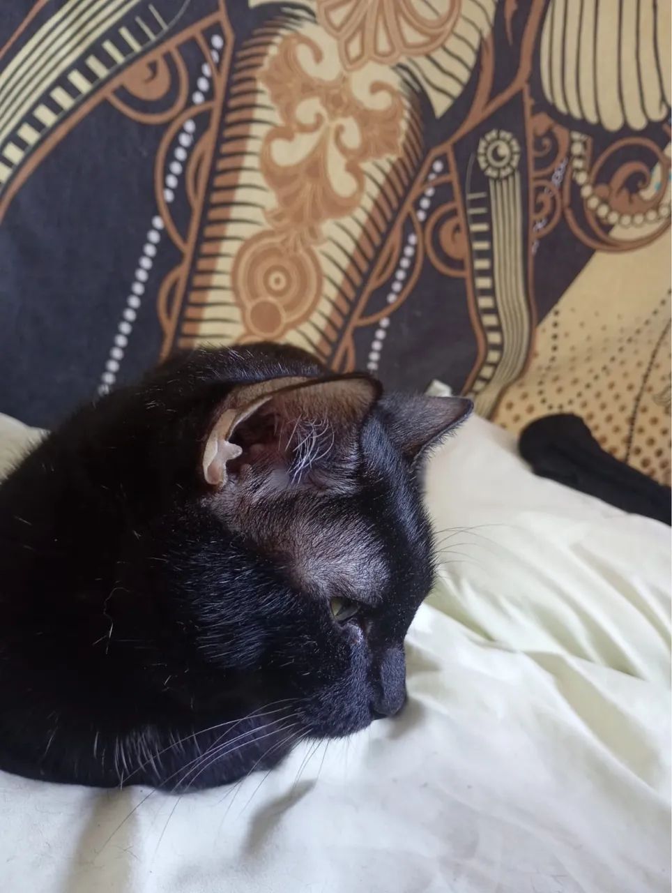 Gato Preto para Doação - Foto 2