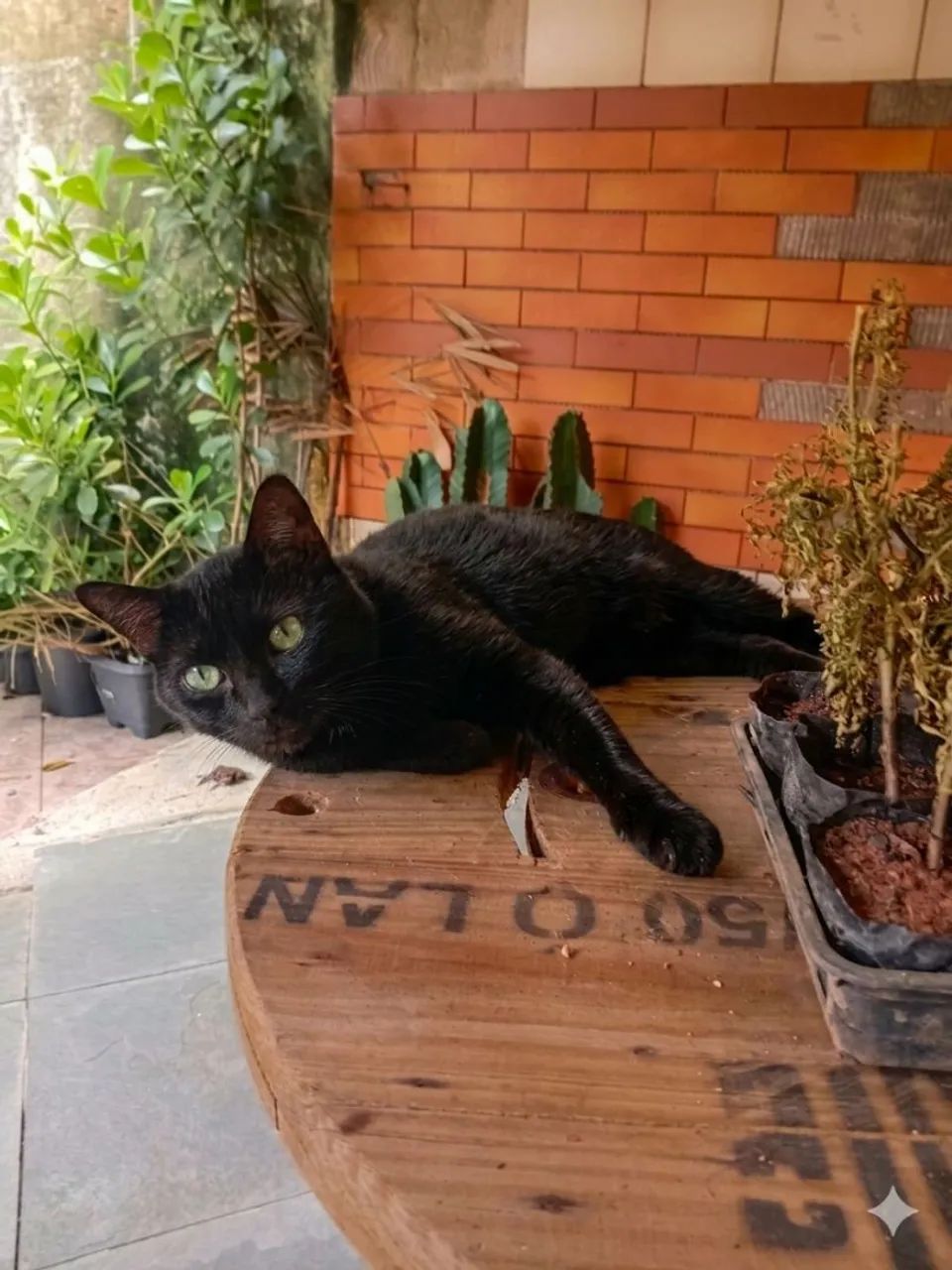 Gato - Foto 2