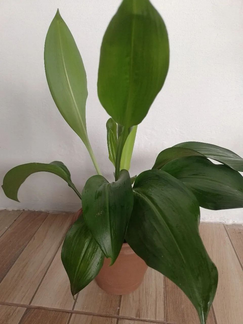 Plantas