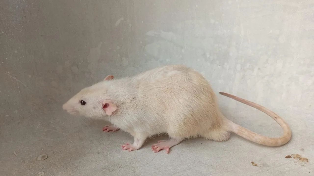 Ratinhos Twister  - Foto 3