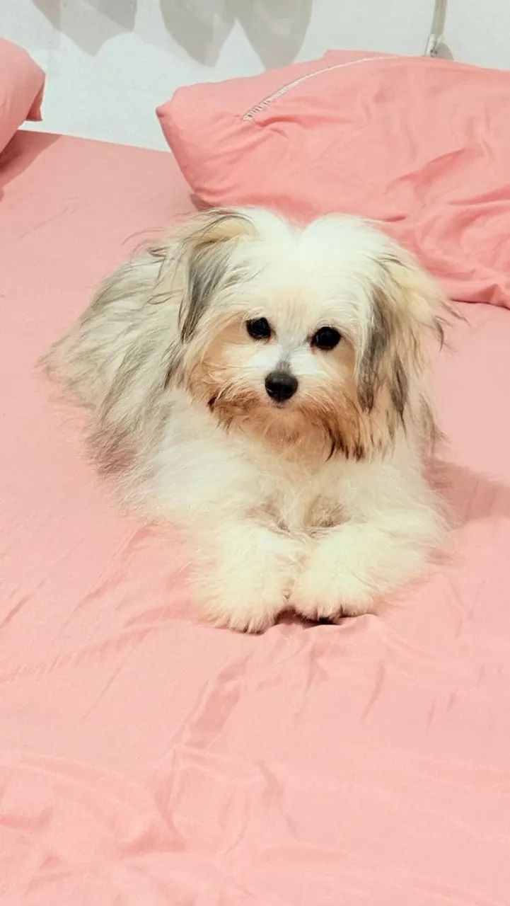 Vender pets * - Foto 2
