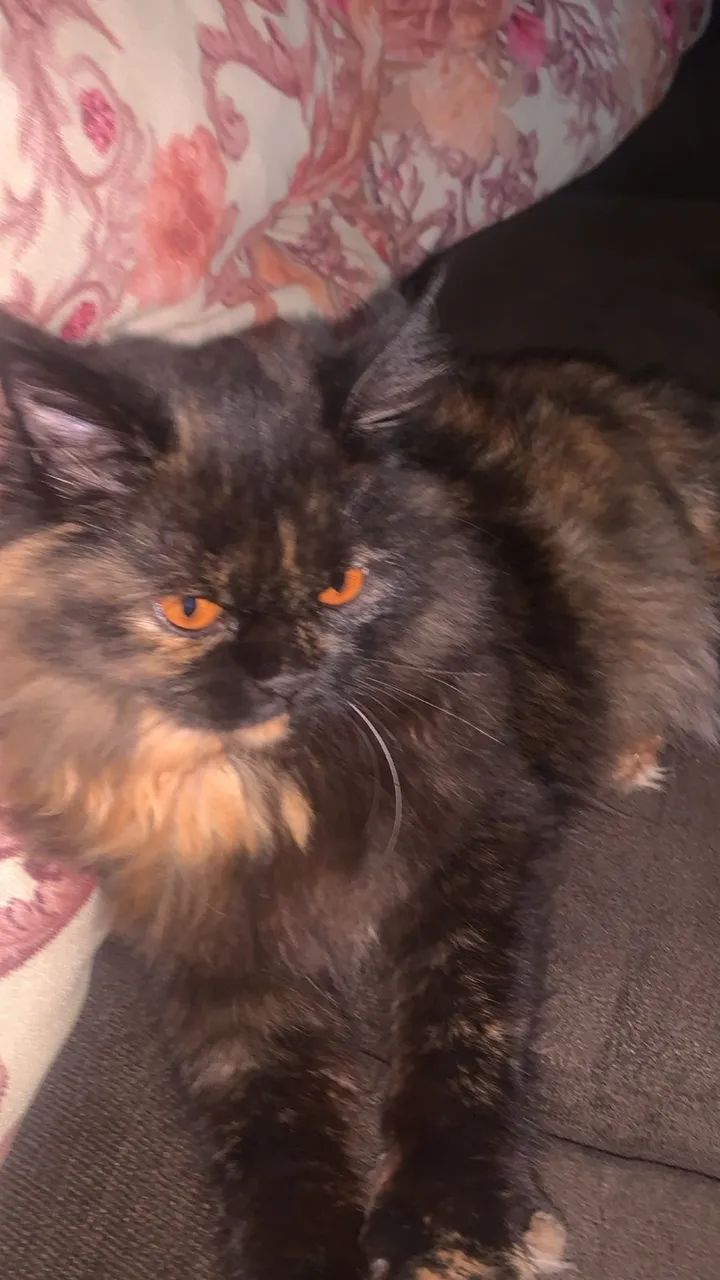 Gato Persa - Foto 3