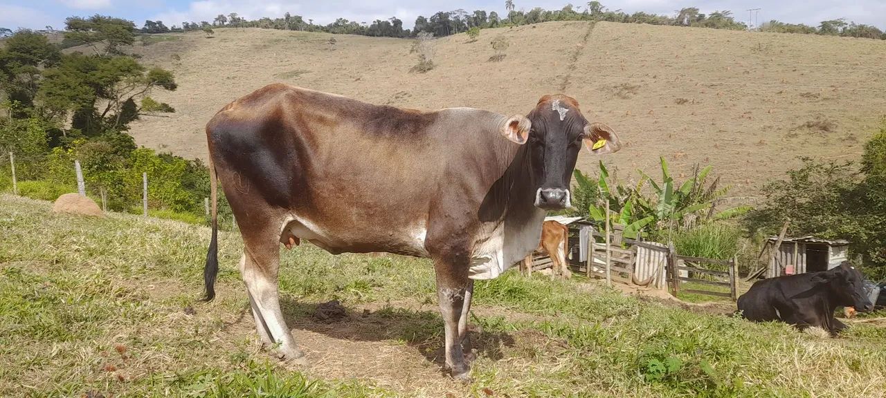 Vende-se vacas - Foto 5