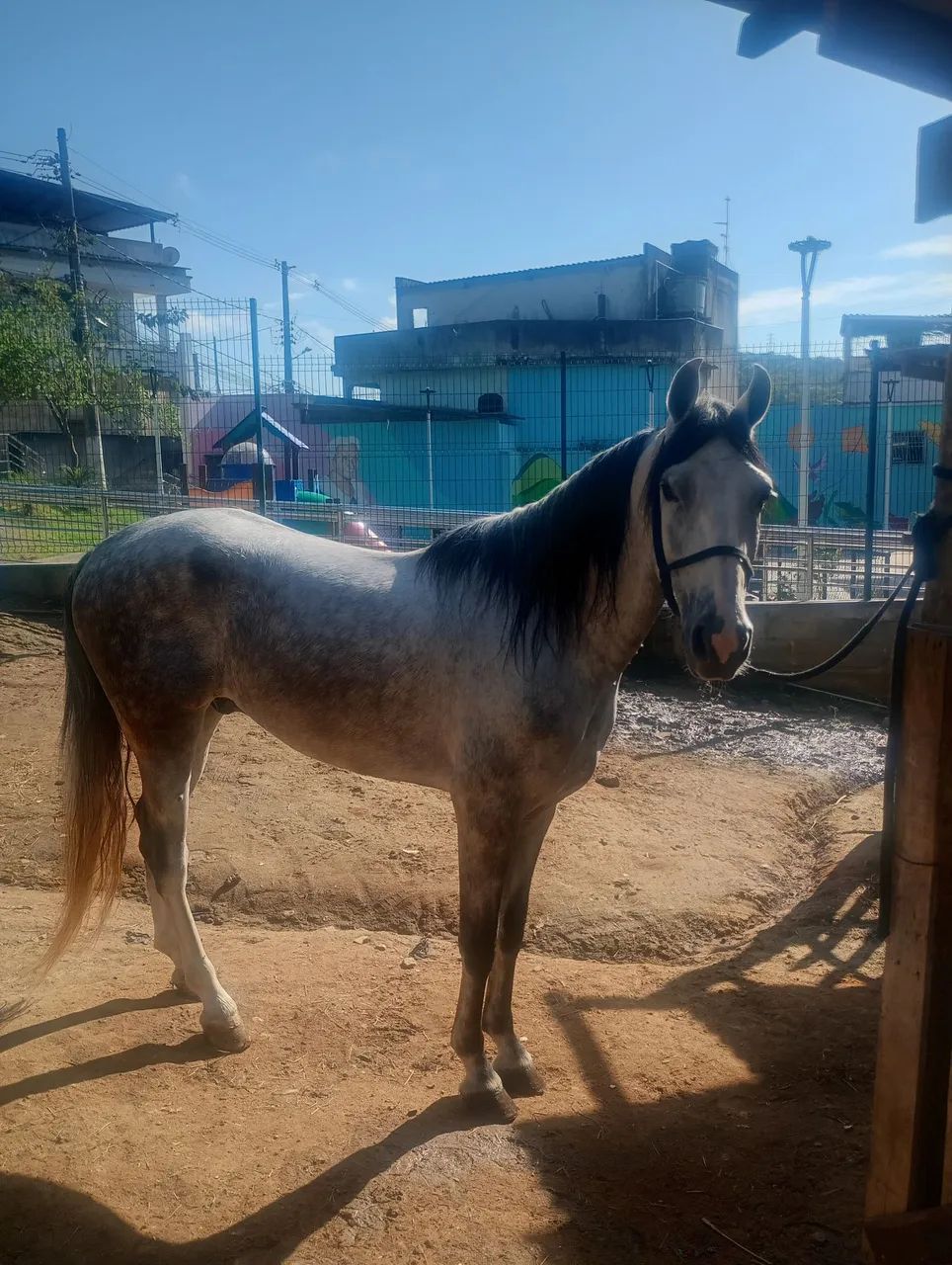 Cavalo mangalarga 