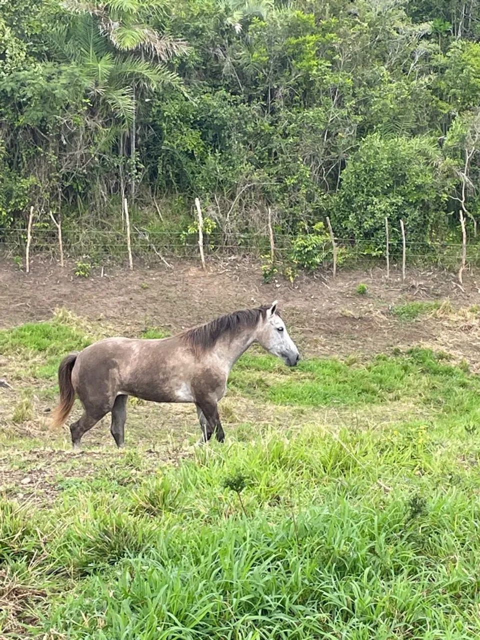 Égua a venda  - Foto 4