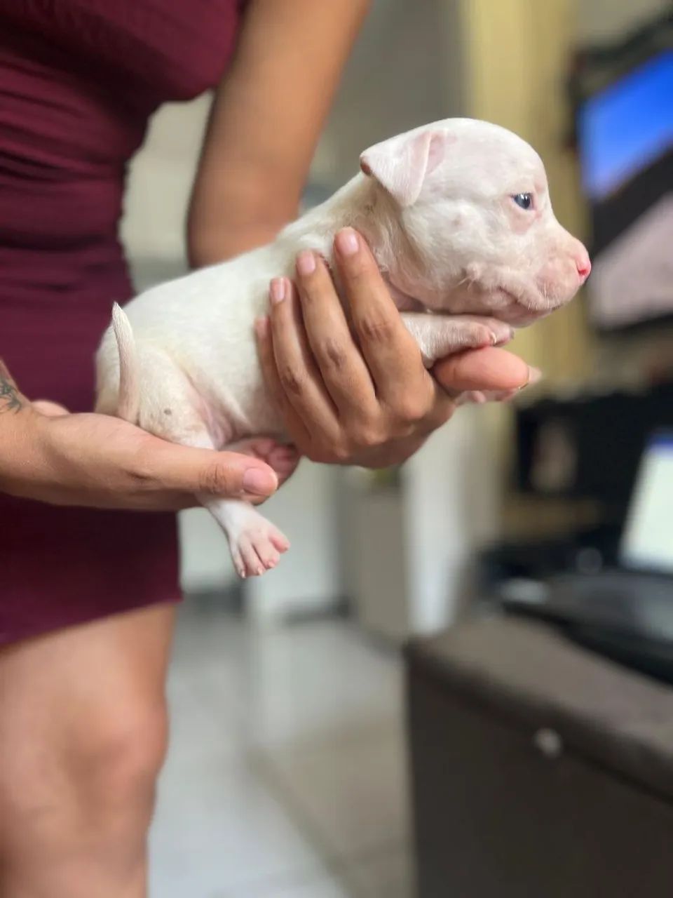 Vendo filhotes de Pitmoster  - Foto 2