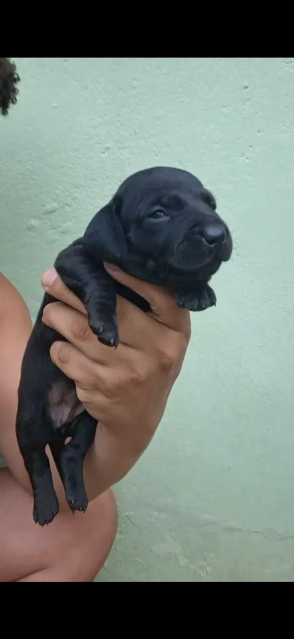 Filhotes de daschund  - Foto 4
