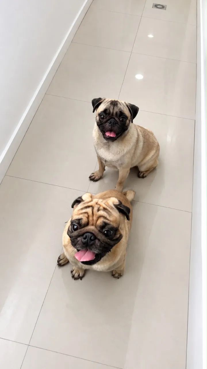 Pug - Foto 2