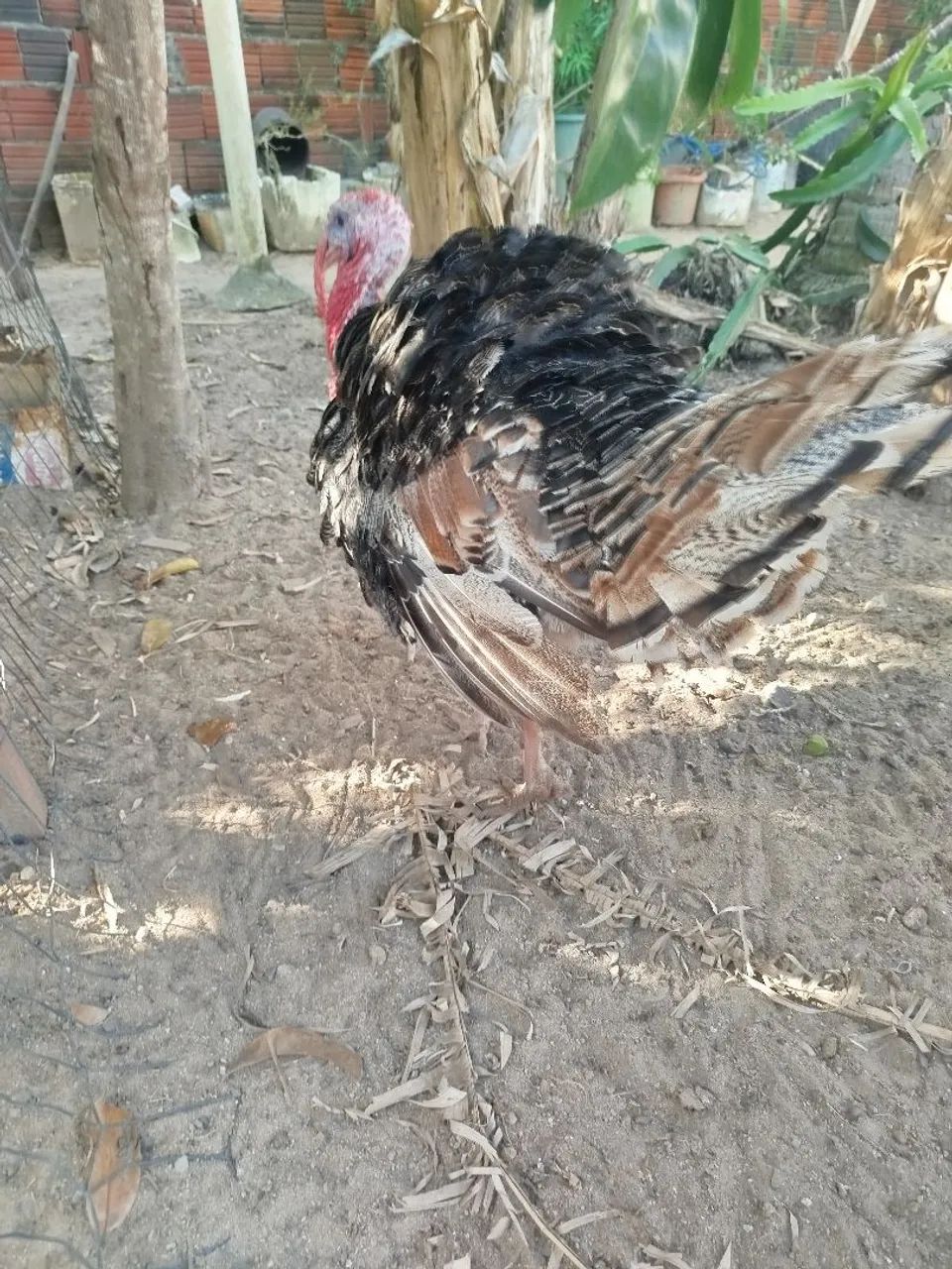 Peru