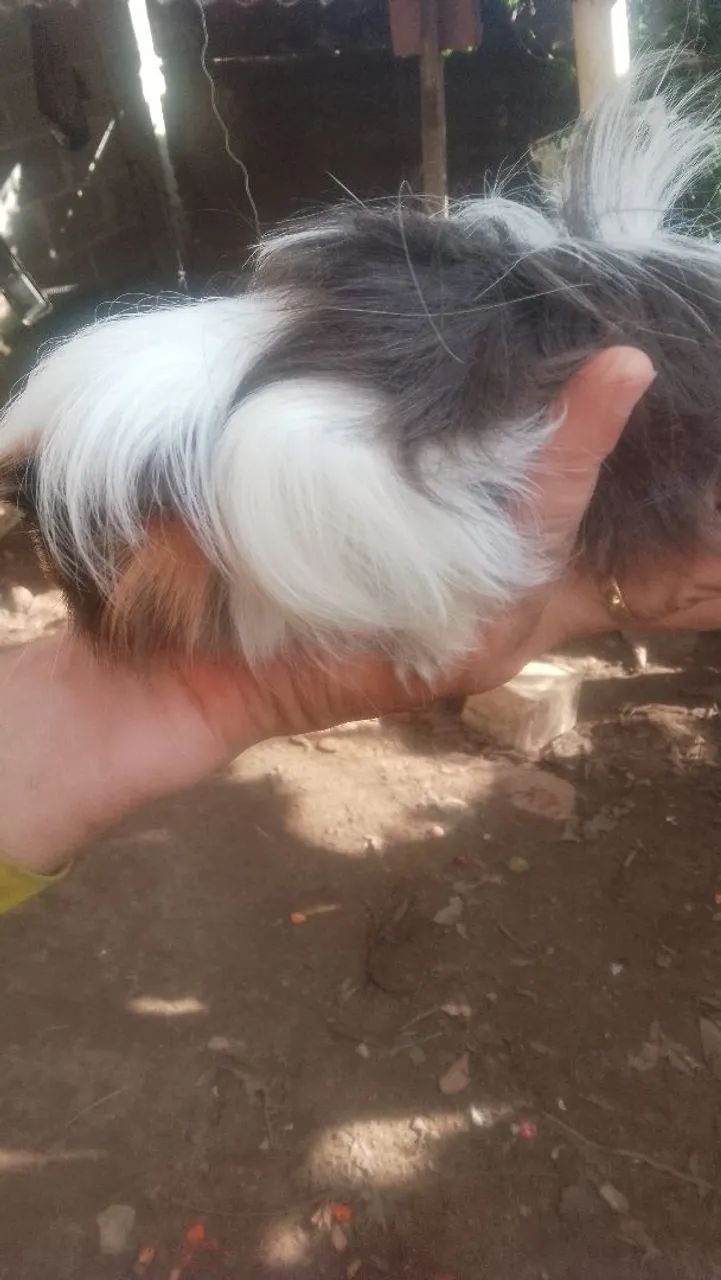 Que lindo porquinho da índia peruano