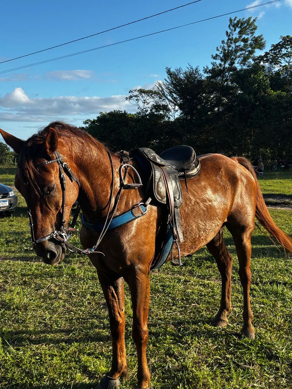 Cavalo de esquerda - Foto 4