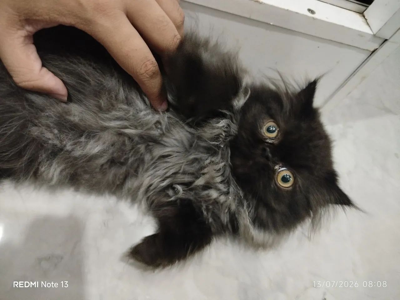 Gato Persa Macho