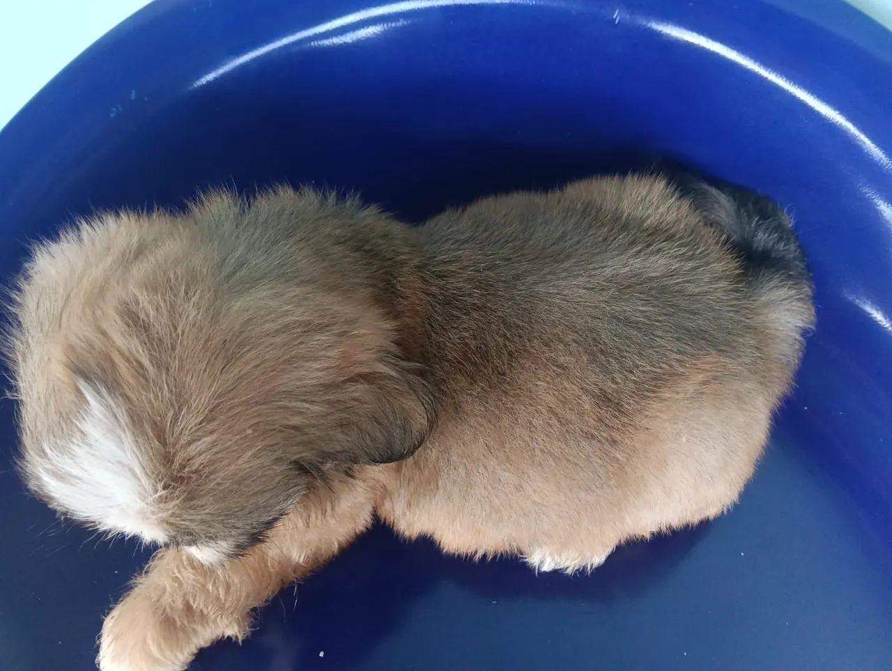 VENDO SHIH TZU MACHO  - Foto 5