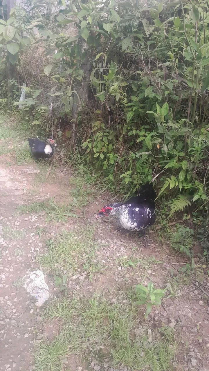 Casal de patos - Foto 3