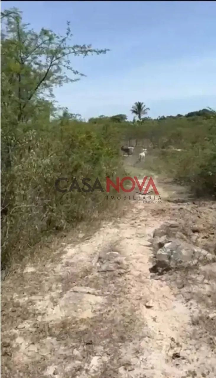 Fazenda com 170 tarefas em Riachão do Dantas - Foto 4