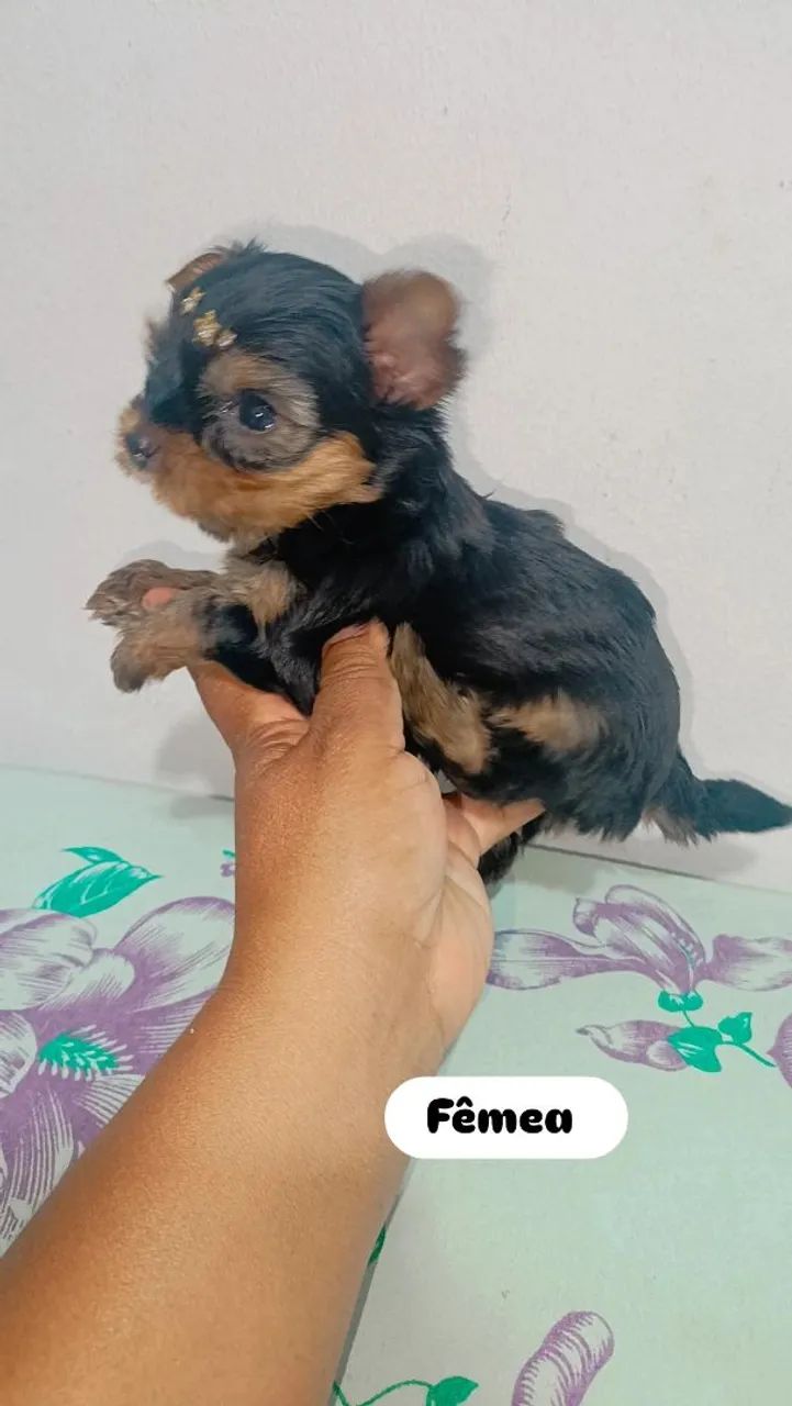 Cachorro York 