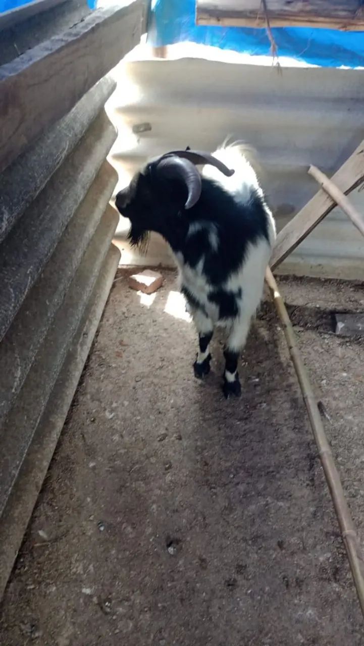 Mini bode reprodutor 