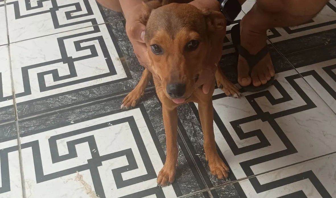 Doação de Cachorrinha - Foto 3