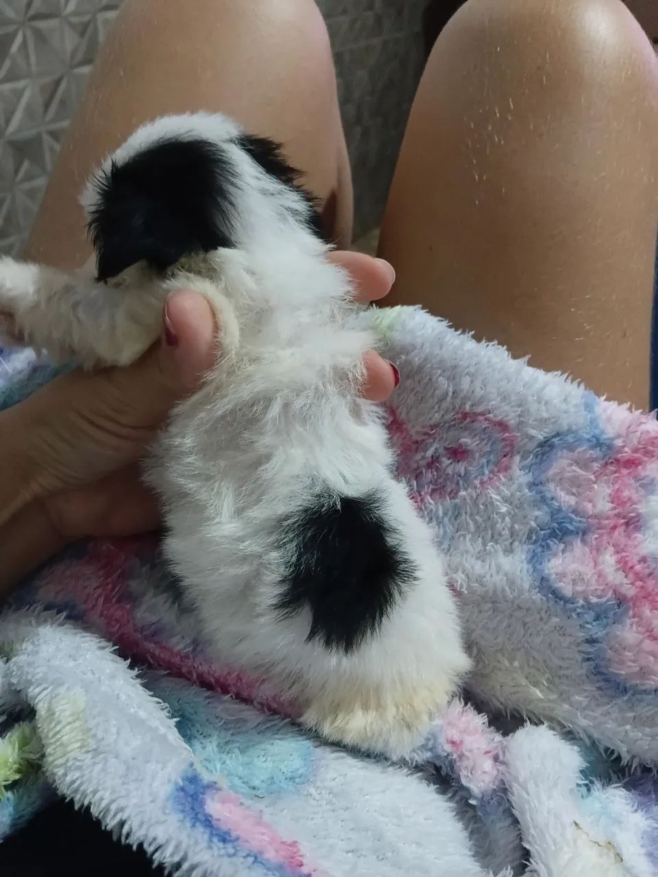 Cachorros shistsu  - Foto 2