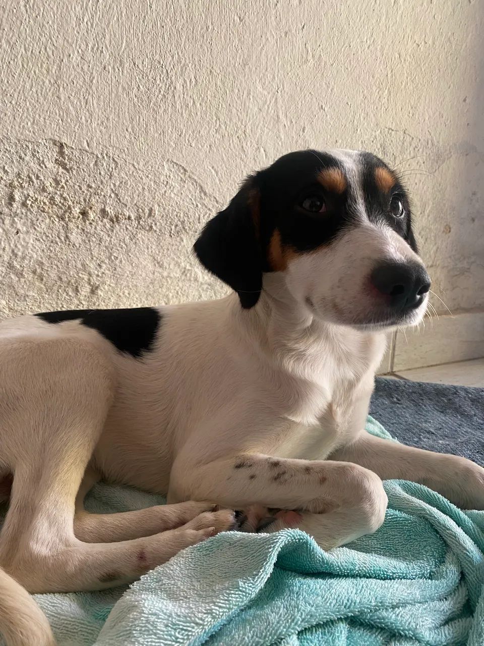 Adote esse nenê! - Foto 4