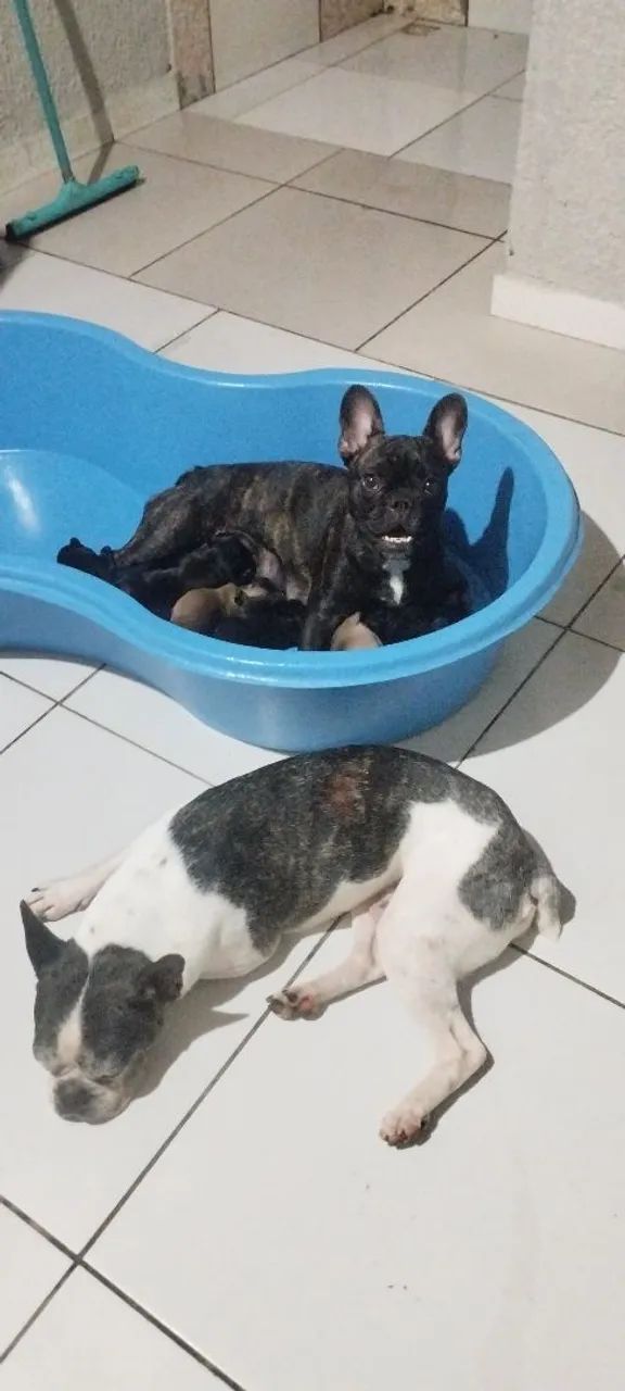 Bulldog francês  - Foto 2