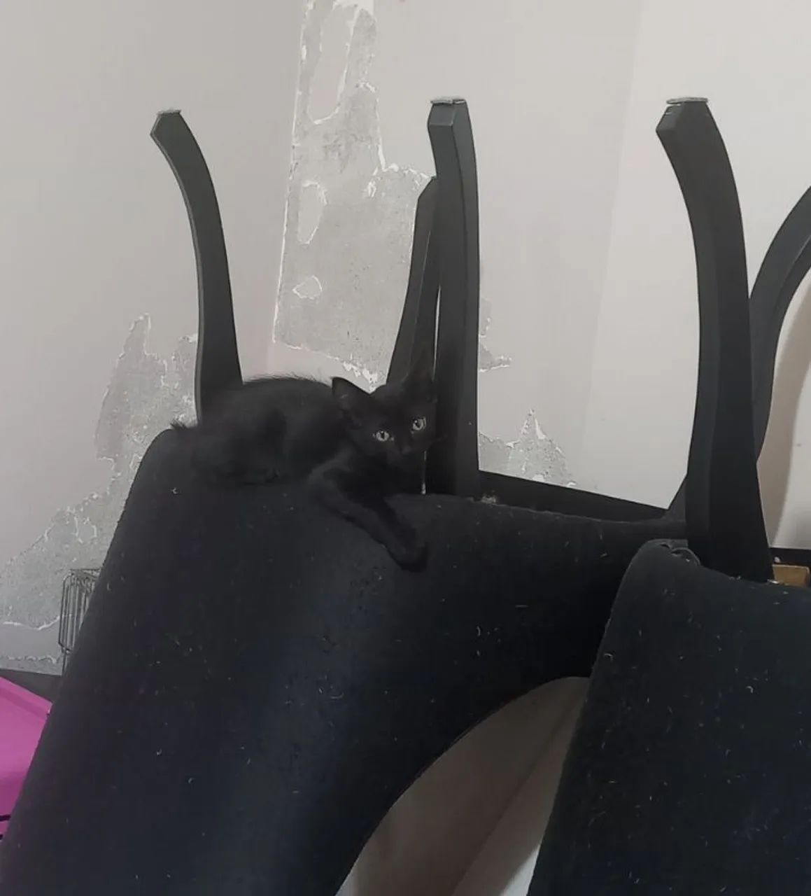 Adoção Responsável 