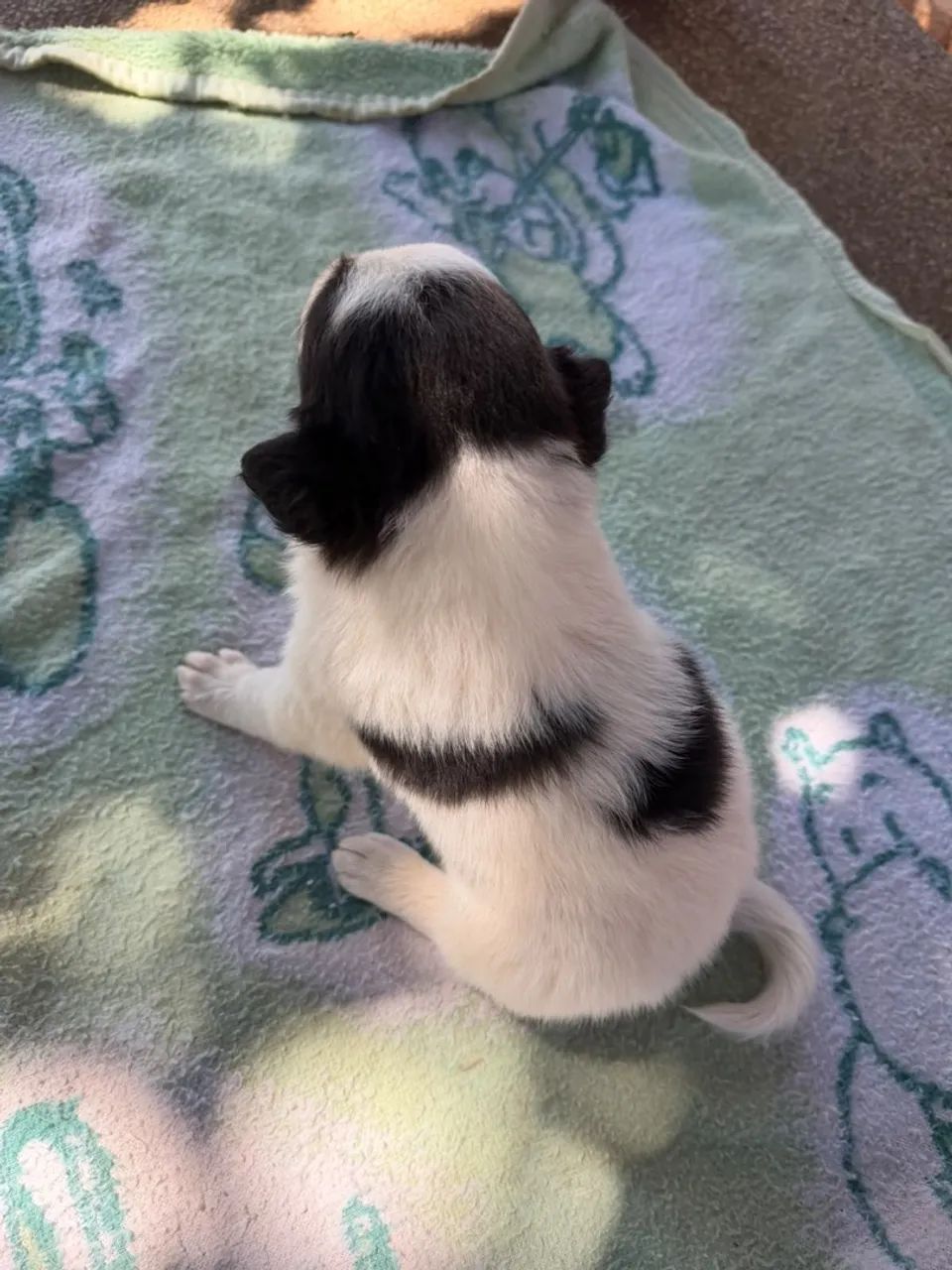 Border collie  - Foto 3