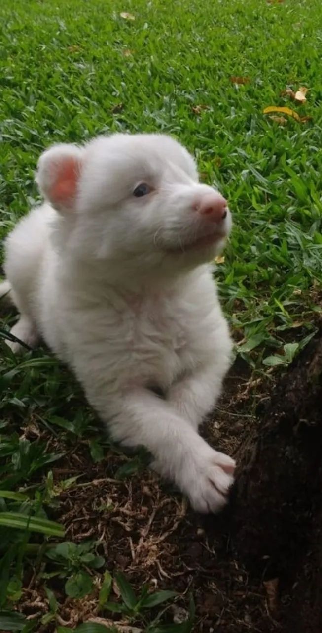Filhotes Boder collie  - Foto 2