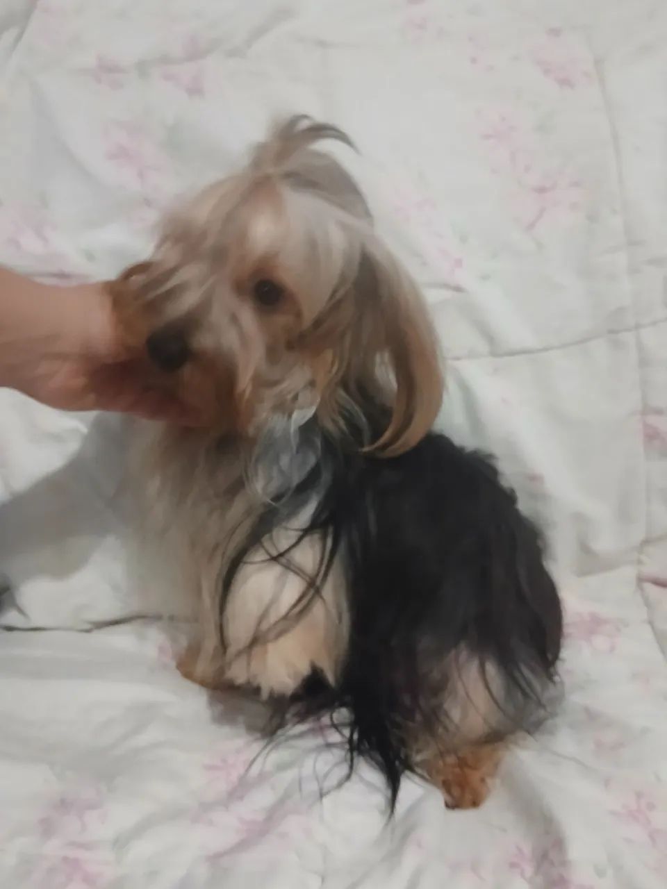Animais  - Foto 5