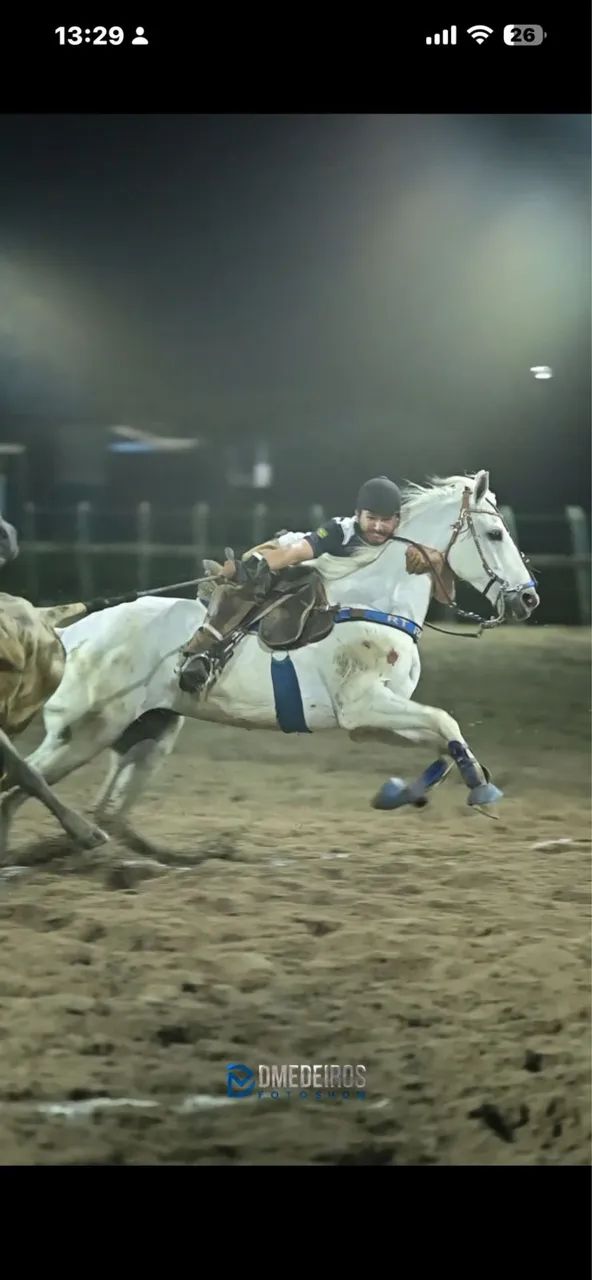 Vendo cavalo manso de direita 