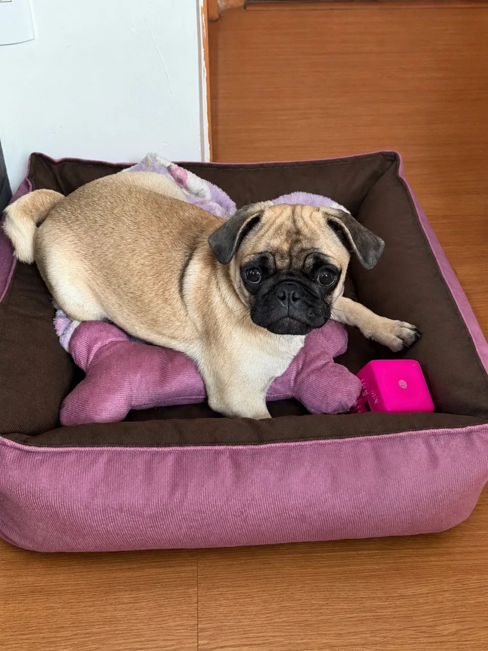 Cama pet com brinde 