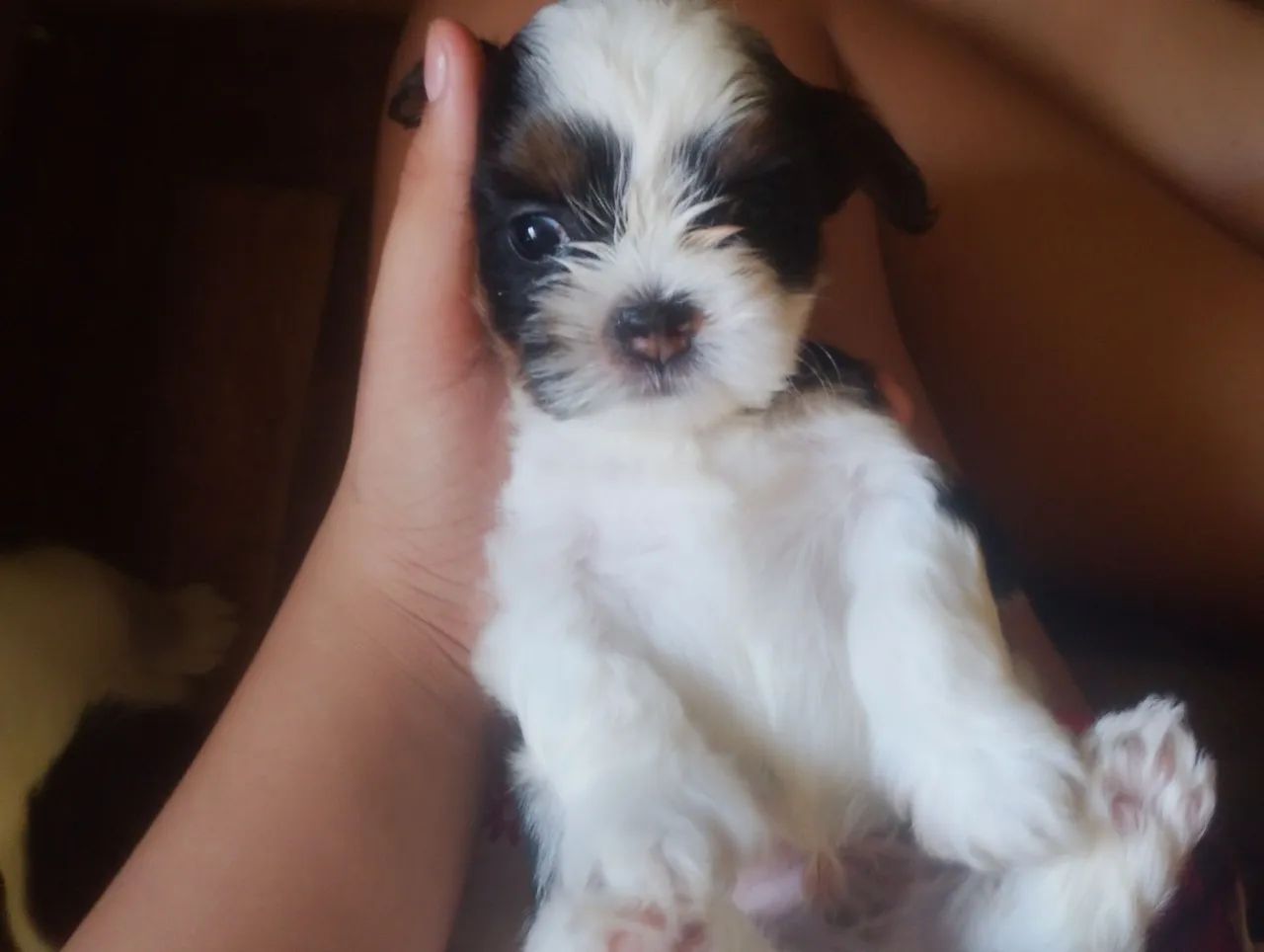 Shitzu cachorros vendo  - Foto 3