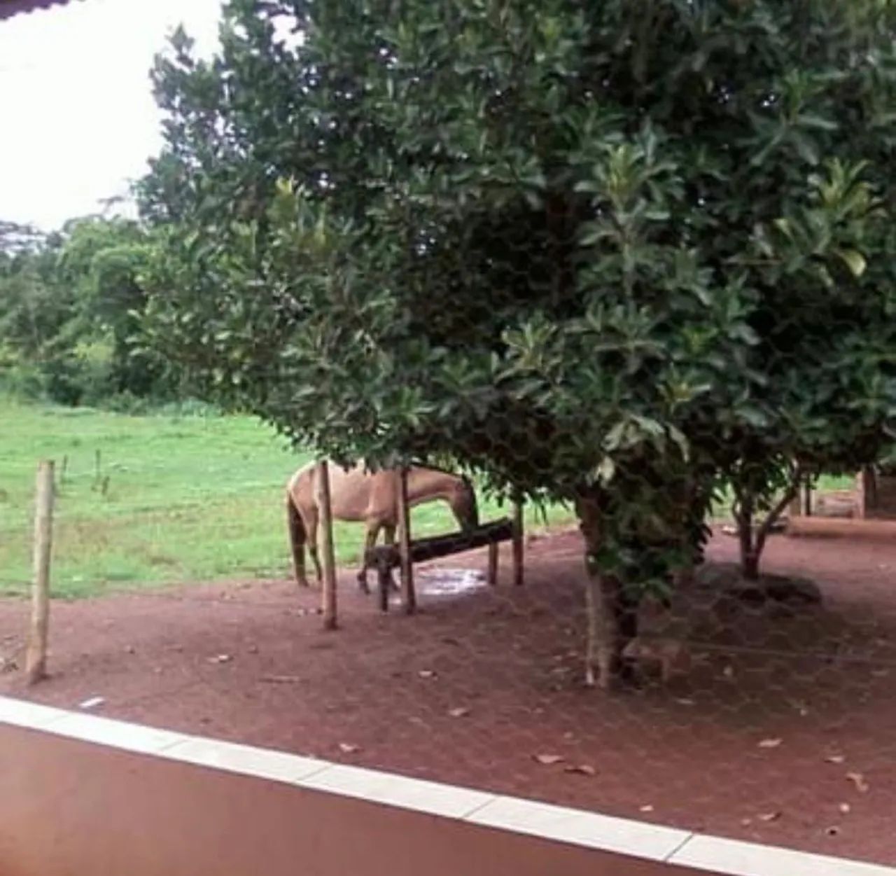 Fazenda 13 alqueire  - Foto 3