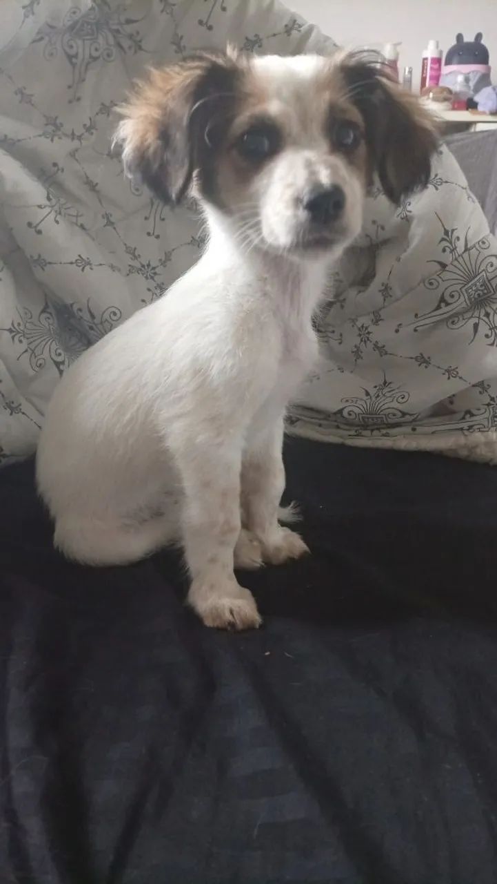 Amor de quatro patas?