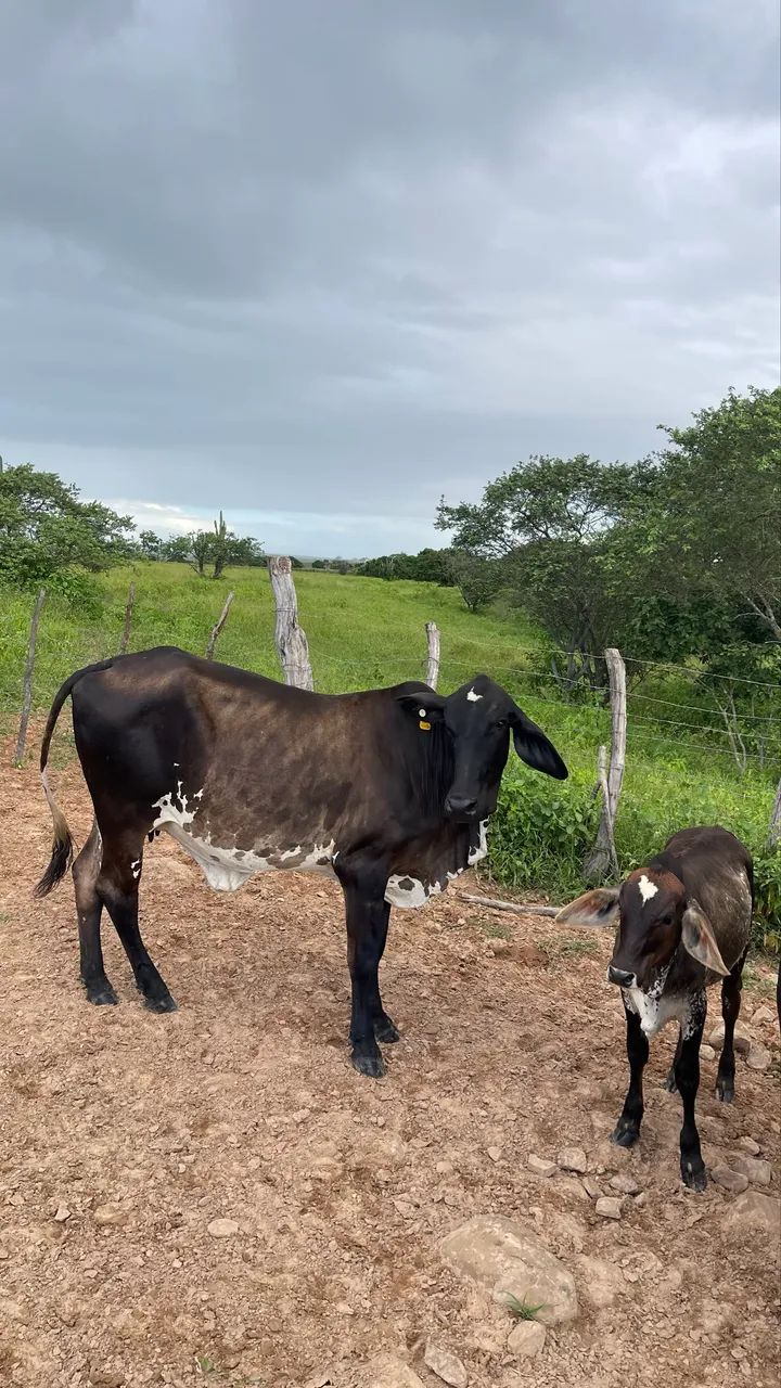 Vaca 