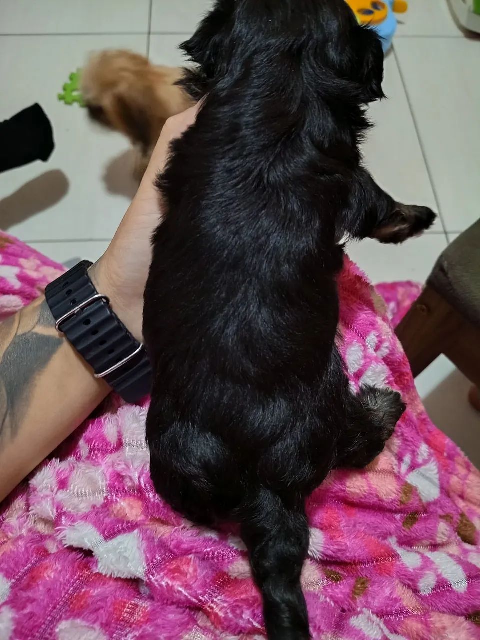 Lindos shitzu - Foto 4