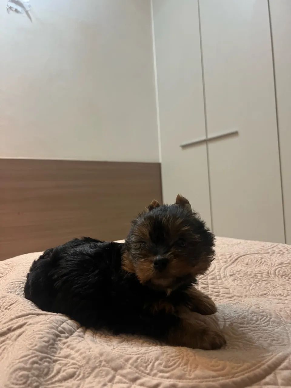 cachorro yorkshire  - Foto 4