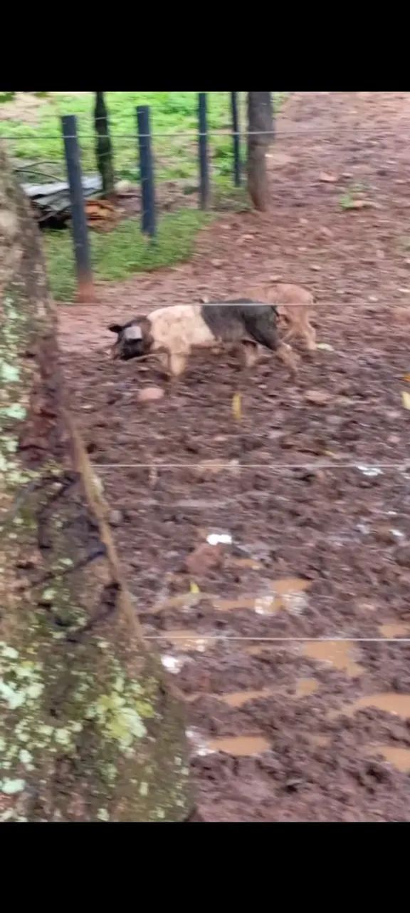 Porcos a venda  - Foto 2