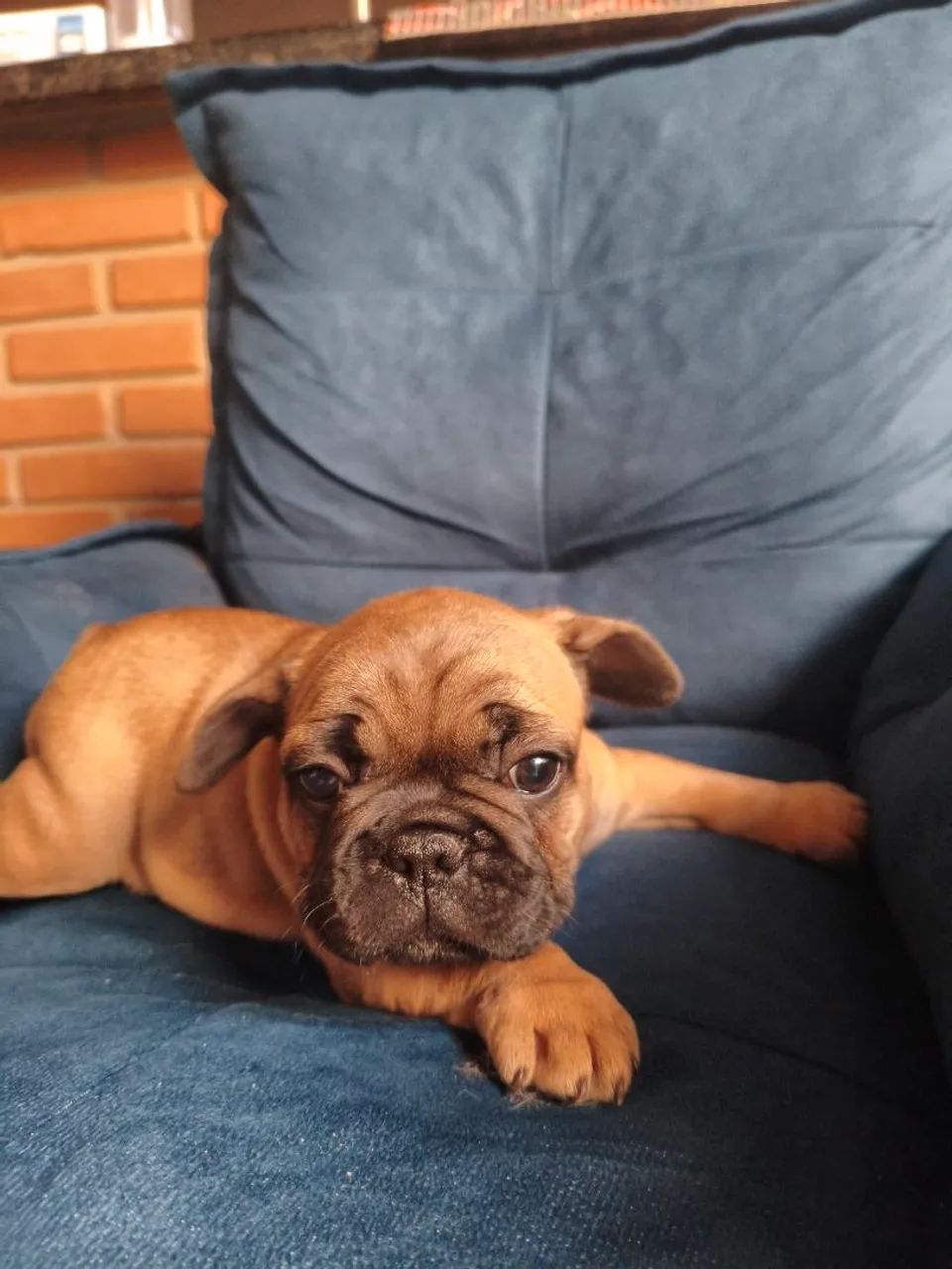 Bulldog francês  - Foto 2