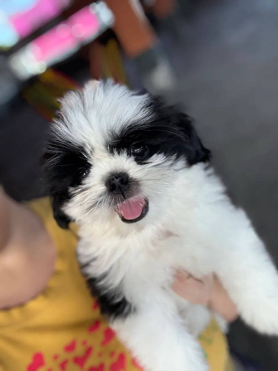 Cachorro shihtzu - Foto 2