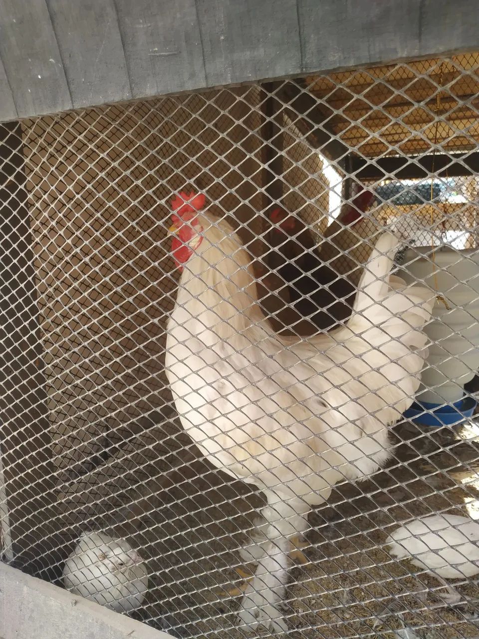 Frango da Raça Brahma - Foto 3