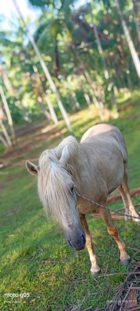 Cavalo Bacheiro  - Foto 4