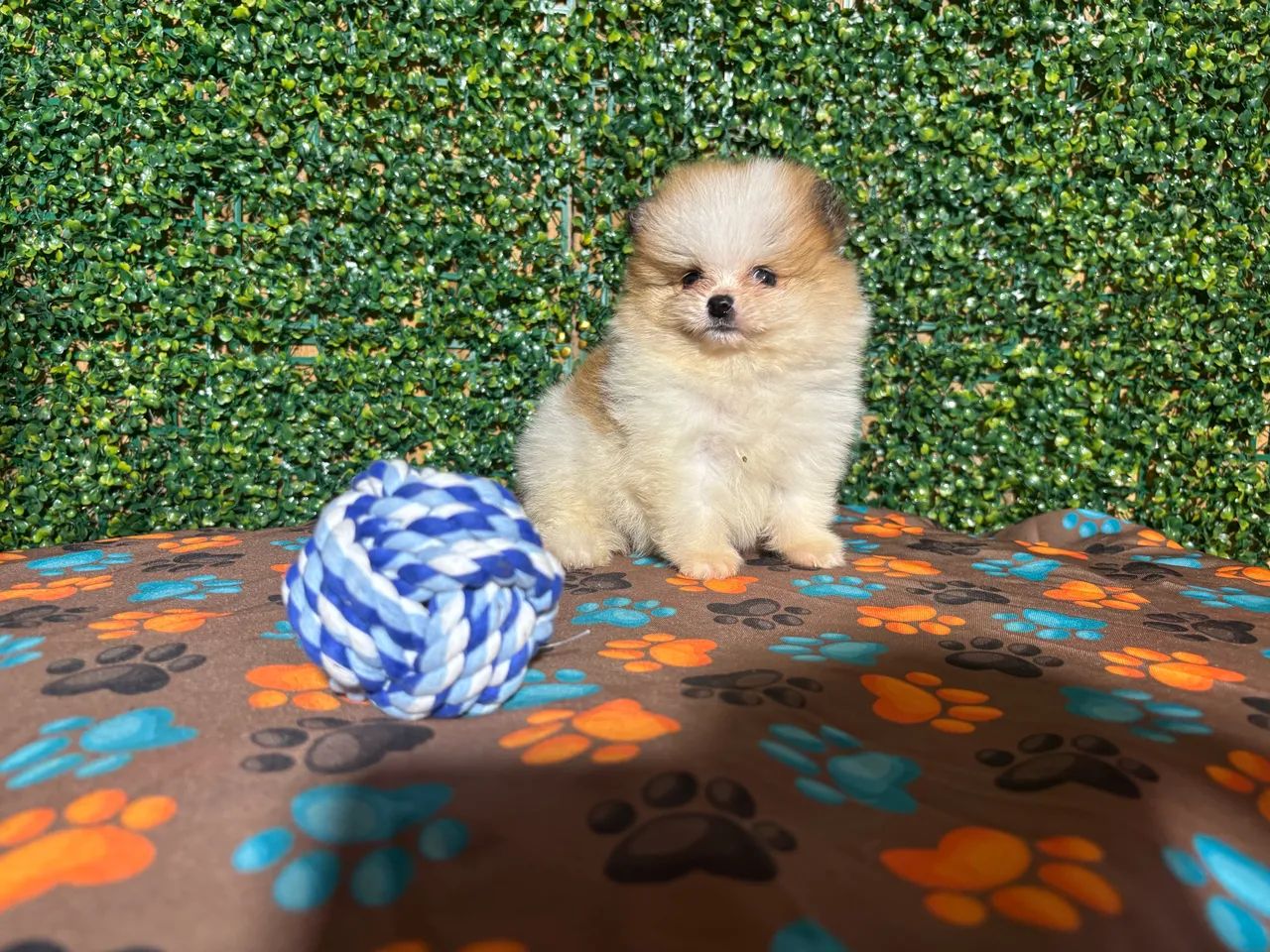 Spitz alemão 
