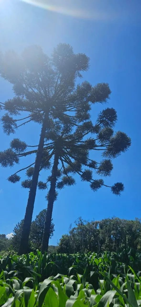 Terreno para sítio ou loteamento  - Foto 5