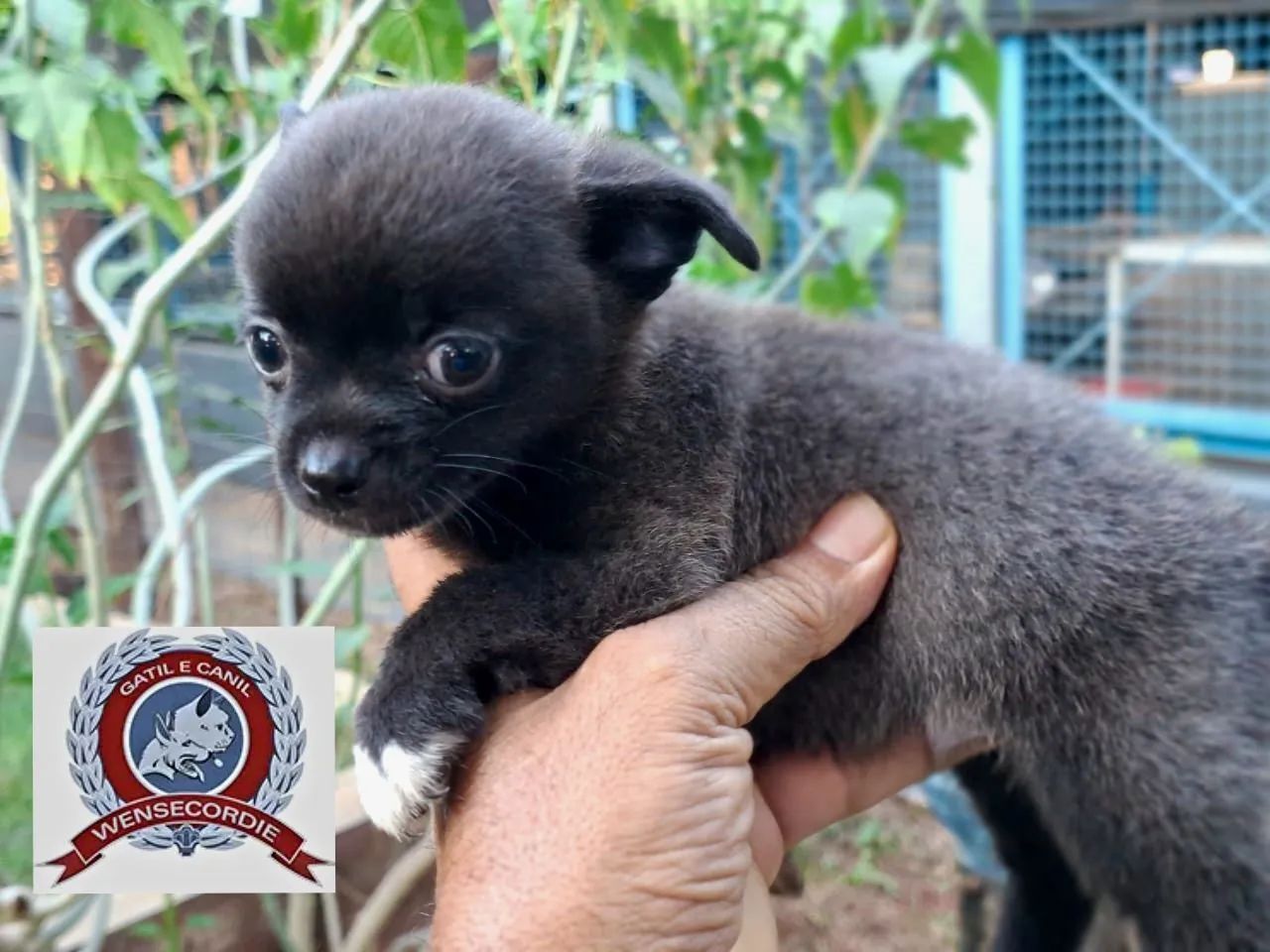 Filhote Mine Chihuahua macho - Foto 2