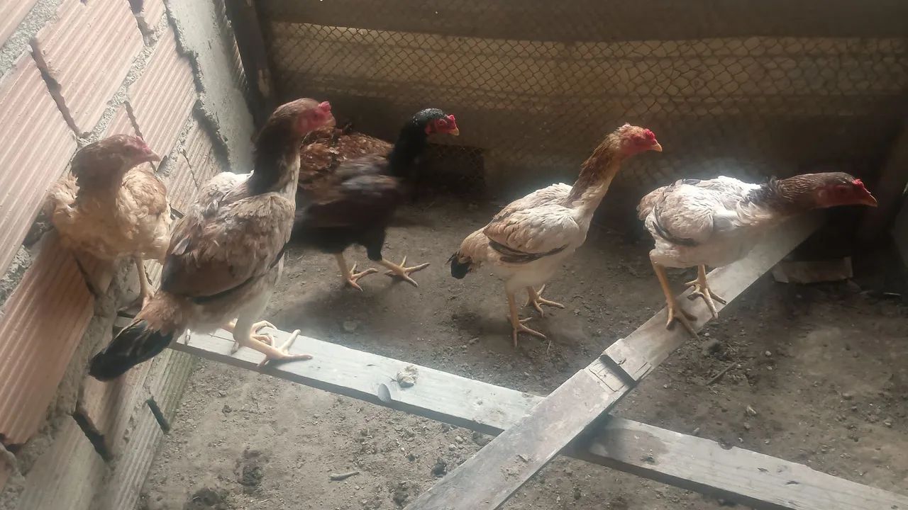 Vendo galinhas índia  - Foto 2