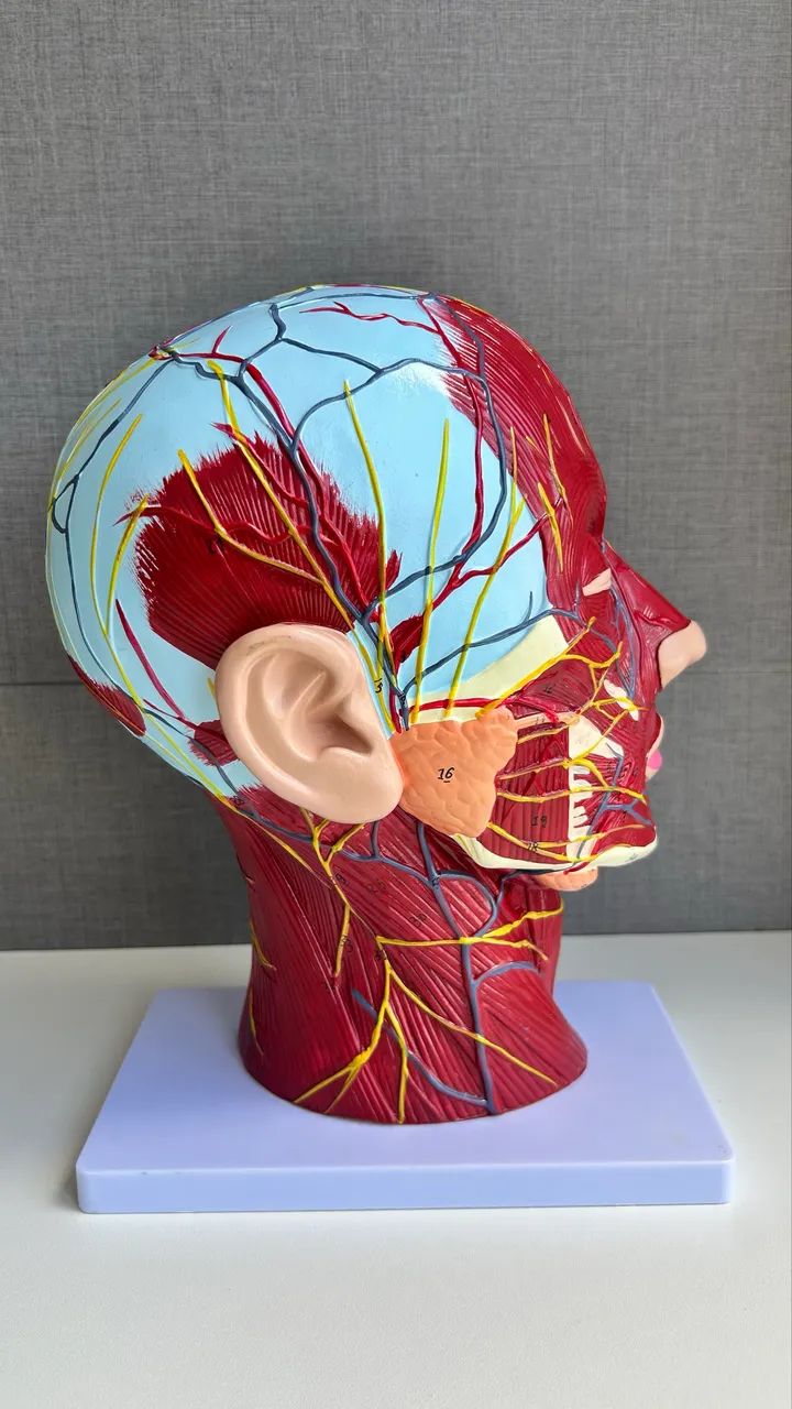 Cabeça peça anatômica  - Foto 3