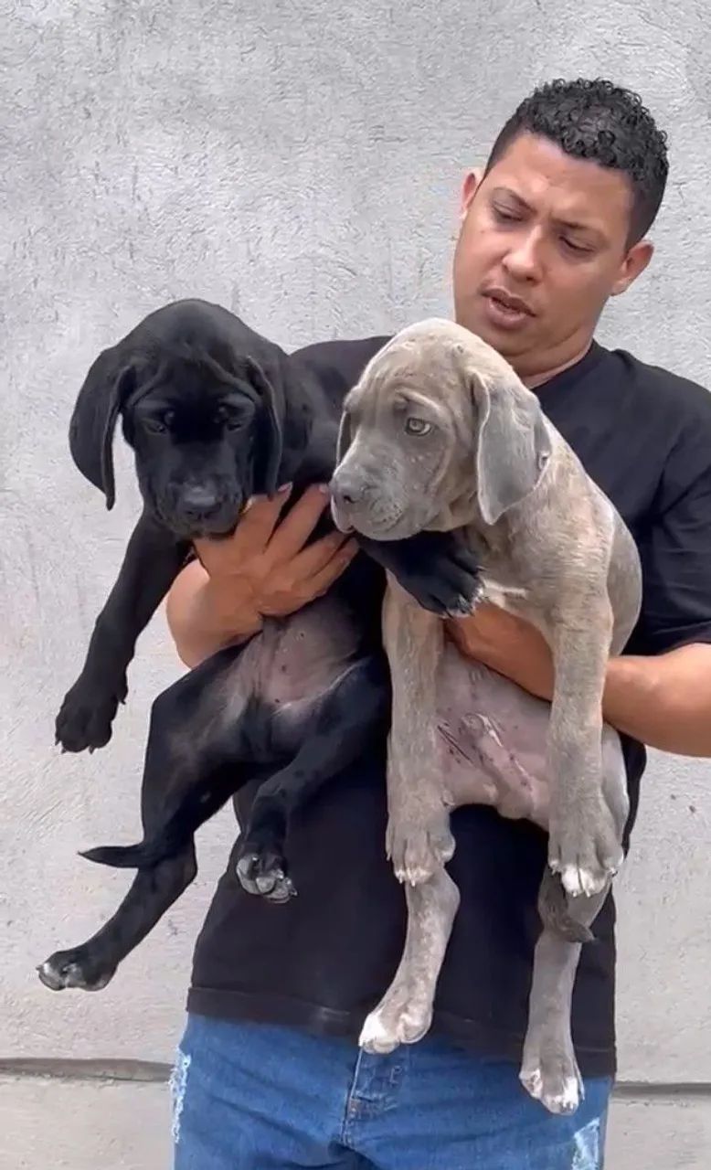Cane Corso à venda  - Foto 2