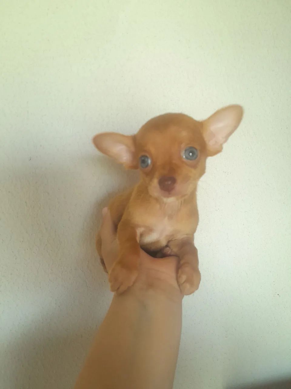 Pinscher zerinho  - Foto 3